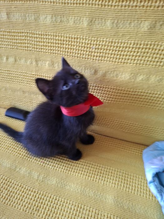 Котенок ищет семью