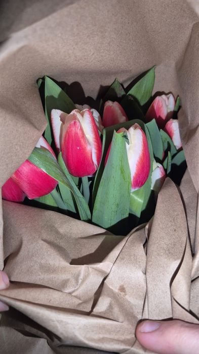 ТЮЛЬПАНЫ По оптовым ценам