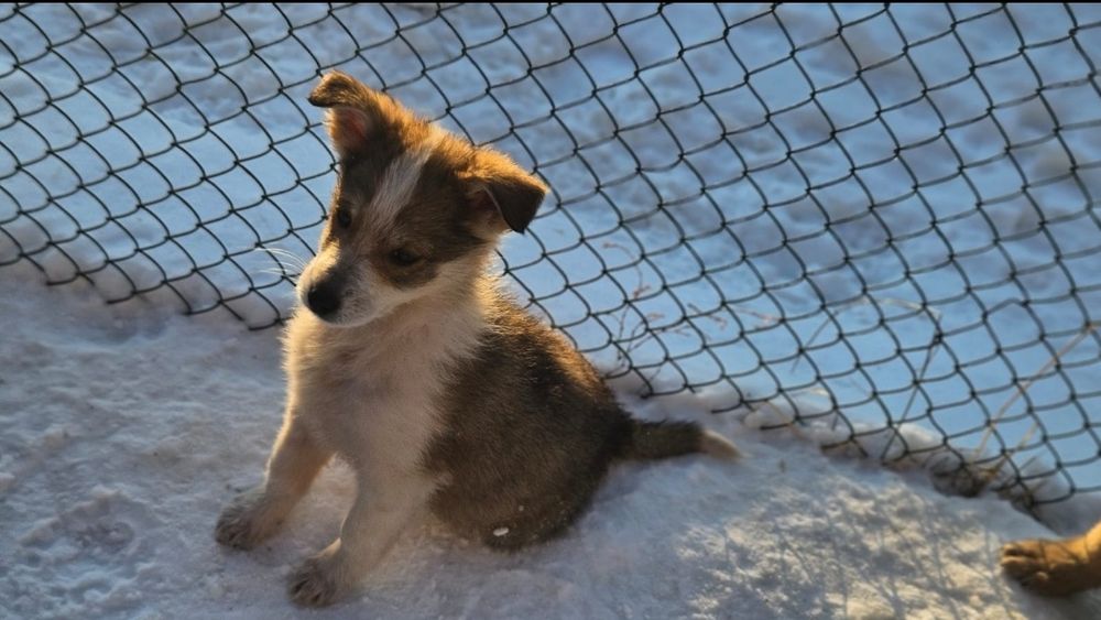 Отдам щенка мелкого