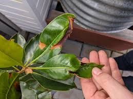 Услуги Садовника Богбон хизмати. Фумигация обработка деревьев.