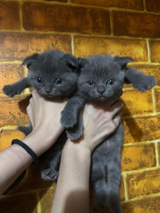 Породистые котята 3 шт каждая сама по себе красивая и умная