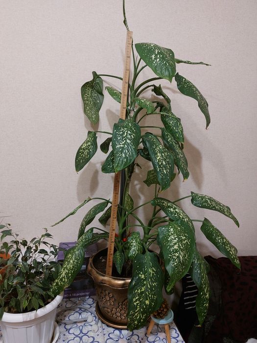 Диффенбахия вечнозеленое растение