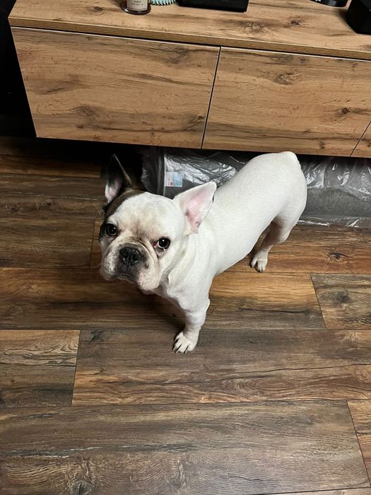 Продам щенков французского бульдога