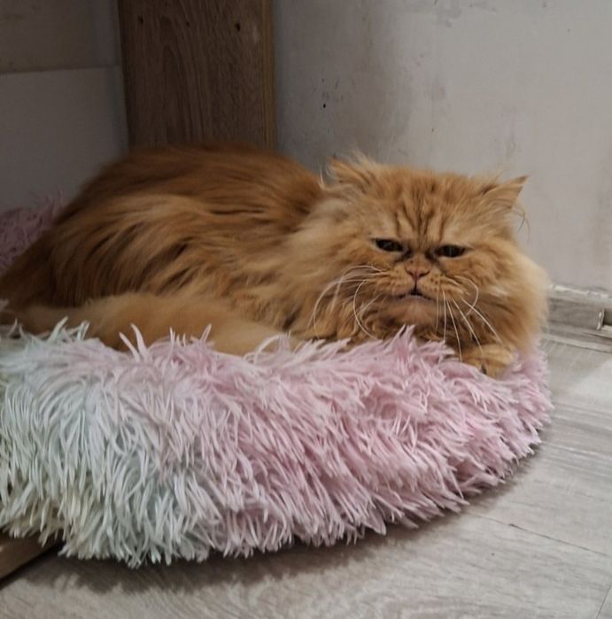 Персийски котарак
