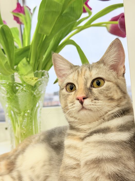 Отдам котенка ( девочка)