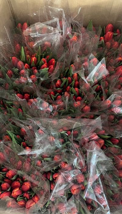 Тюльпаны свежие оптом