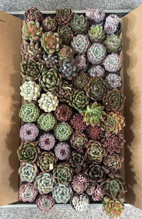 Суккуленты и композиции предзаказ на 8 марта