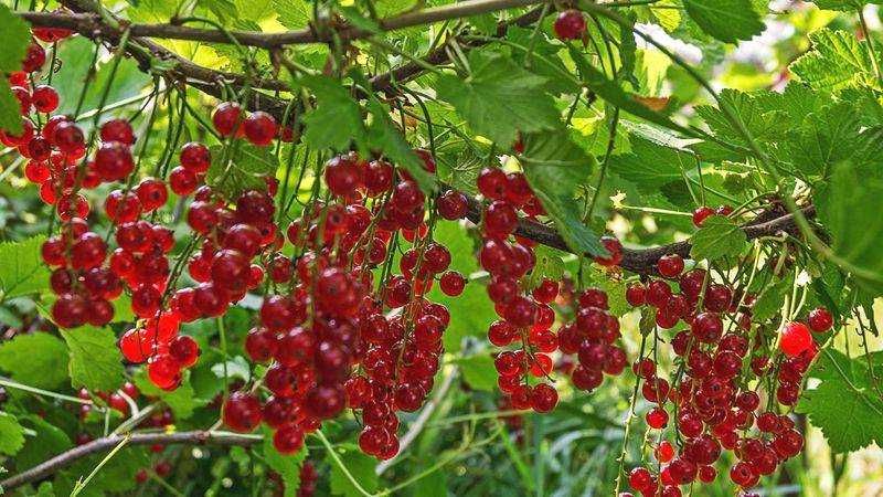 Саженцы плодовых кустарников