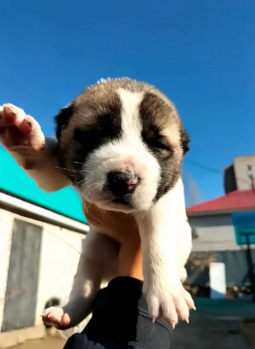 Алабай кушык Алматы