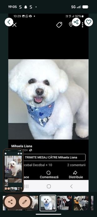Frizerie canină 120 toaletaj complet