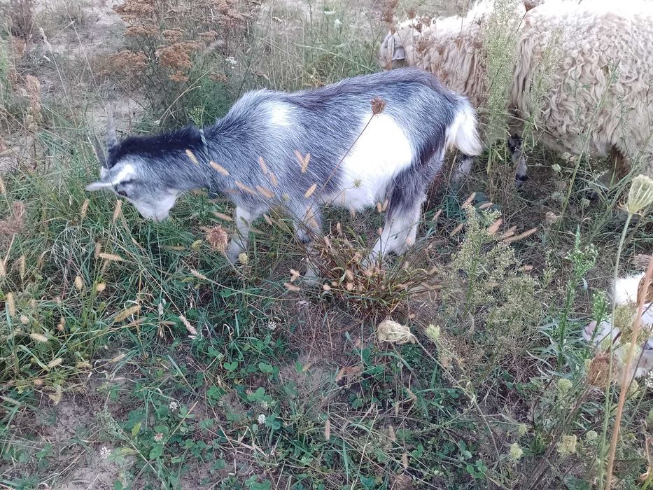 de vanzare un tap si o iada