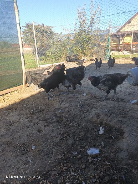 Cocosi australorp