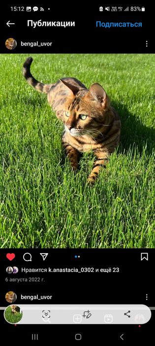 ПРОПАЛ КОТ породы бенгал