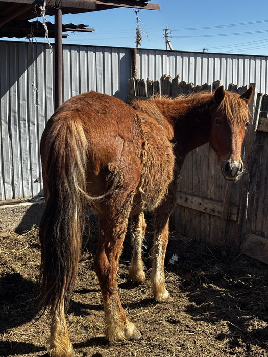 Семіз Жас бие 550 000 тг