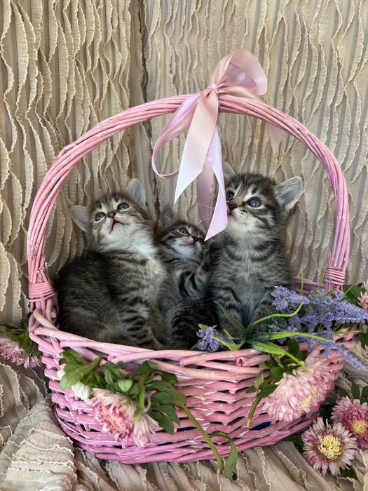 Котята в хорошие руки.