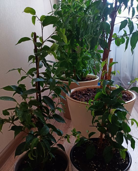 Комнатные растения