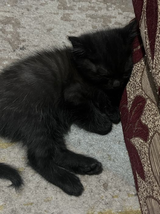 Продам чёрного котика мальчика