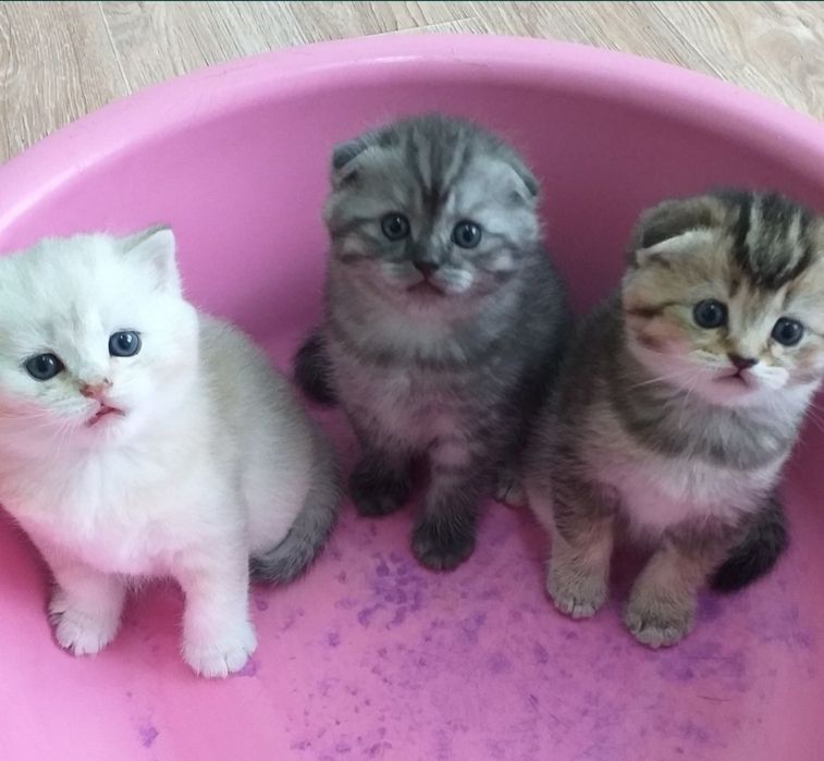 Котик породы Скоттиш фолд