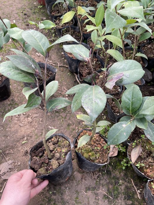 Камелия японская микс