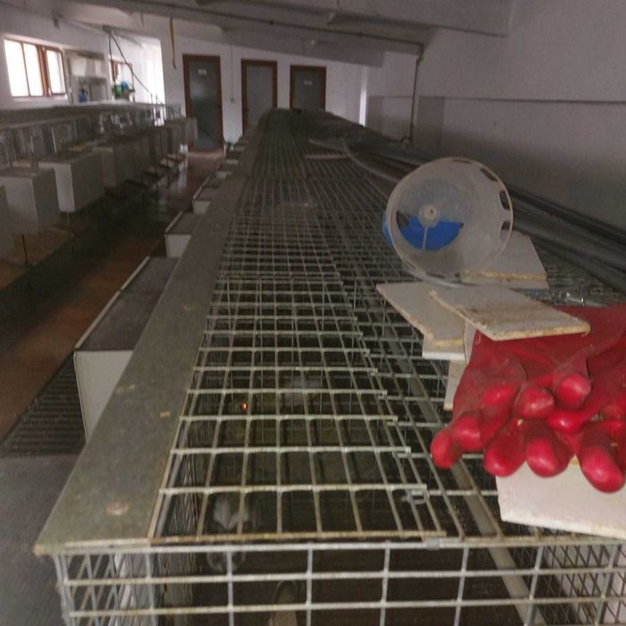 Продажба на зайци