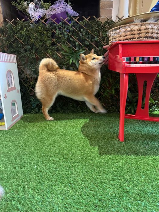shiba ' Animale de companie ' OLX.ro