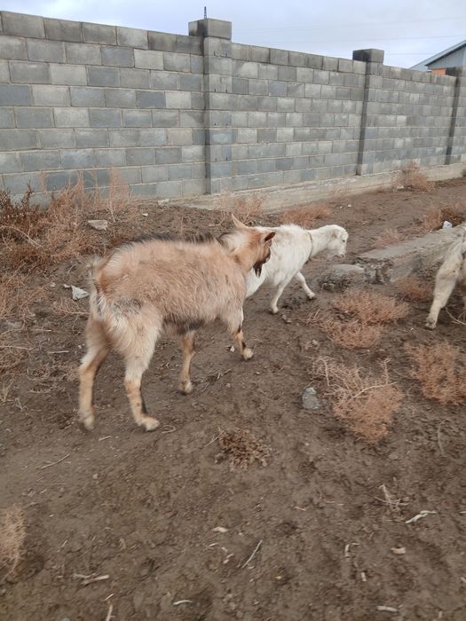 Ешкі мен теке сатылады