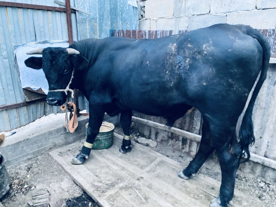 Продам быка.