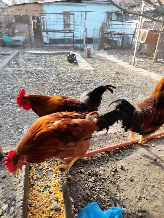 Продаём Кученских петухов.