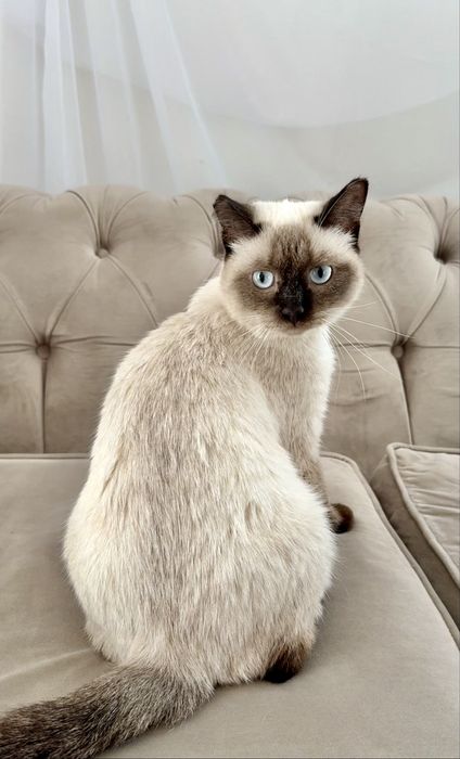 Отдам кошечку СИМУ. стерилизована