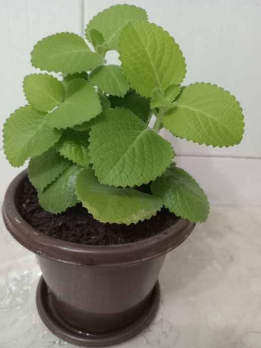 Комнатные растение плектрантус