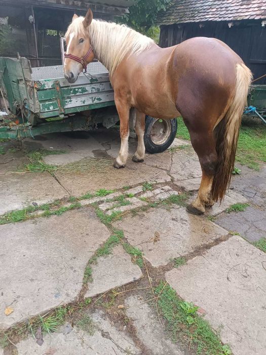 Cal de vanzare de 3 ani