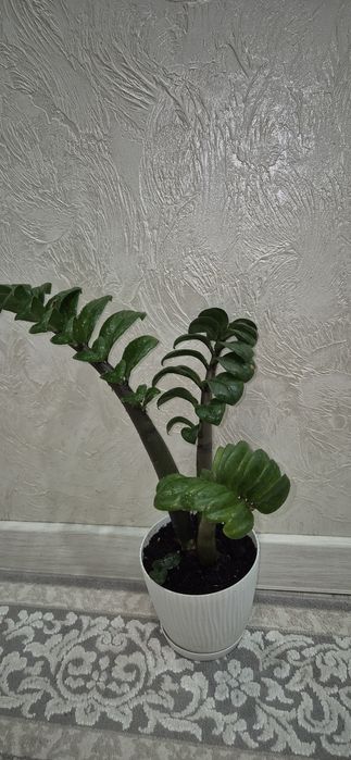 Комнатные цветы.