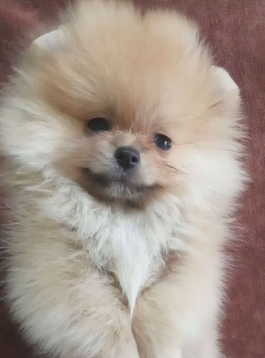 Щенки шпица мини.