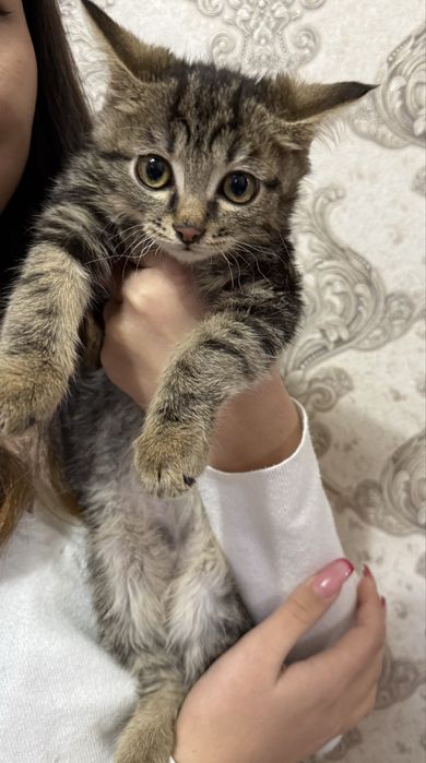 Отдам 2 котенка даром