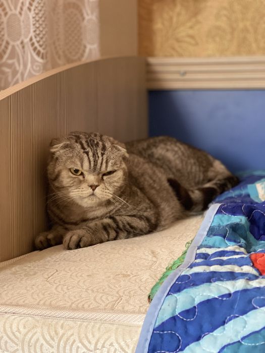 Вислоухий Шотландец