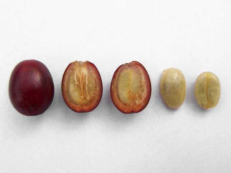 Саженец Кофе Арабика, Кофейное дерево Coffee Arabica