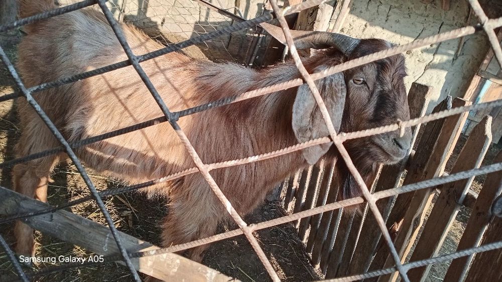 Avgʻon echkisi echki bogʻoz takasi ham bor avgʻon taka