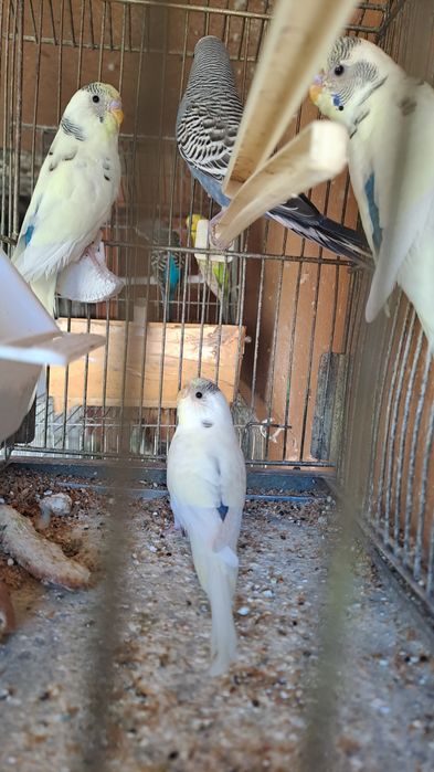 Papagali  perusi de vanzare.