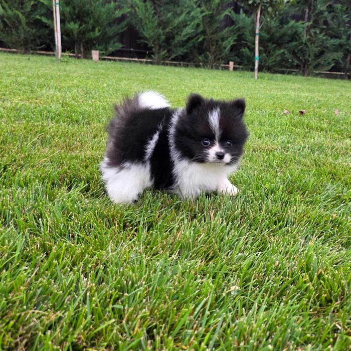 Pui de Pomeranian pentru copii