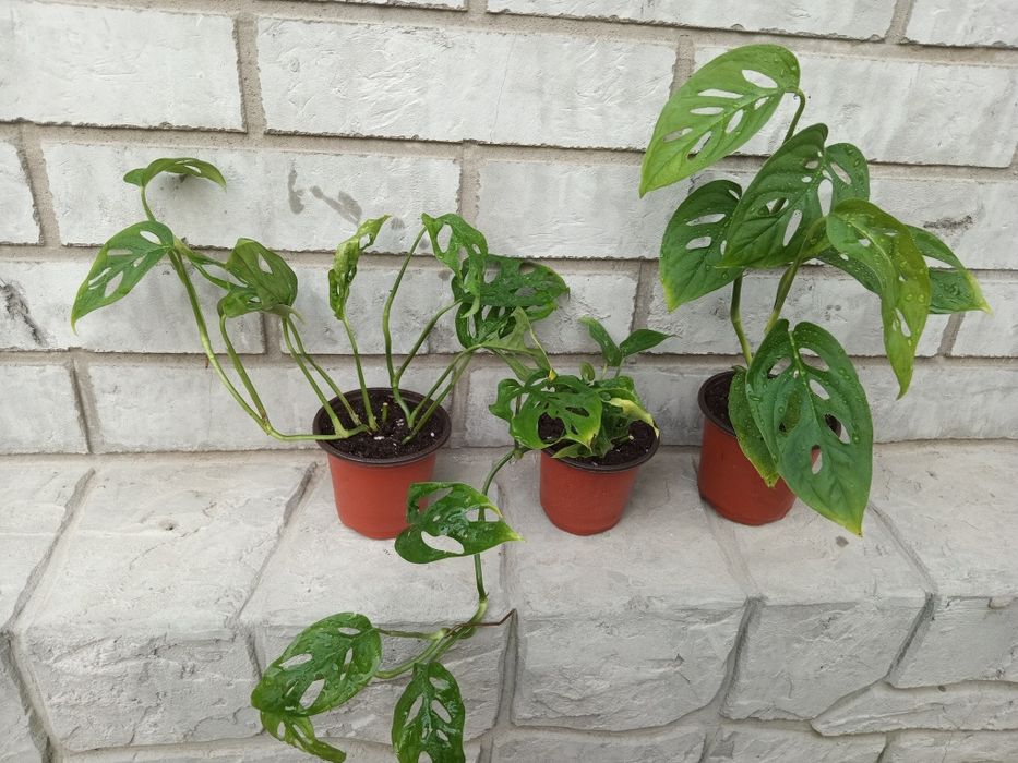 комнатные растения