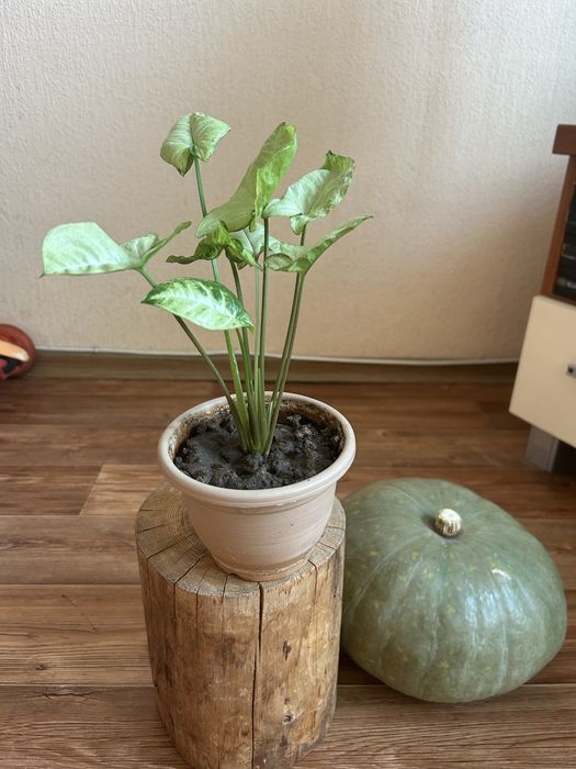 Продам сингониум ,каланхоэ бехарское, хлорофитум