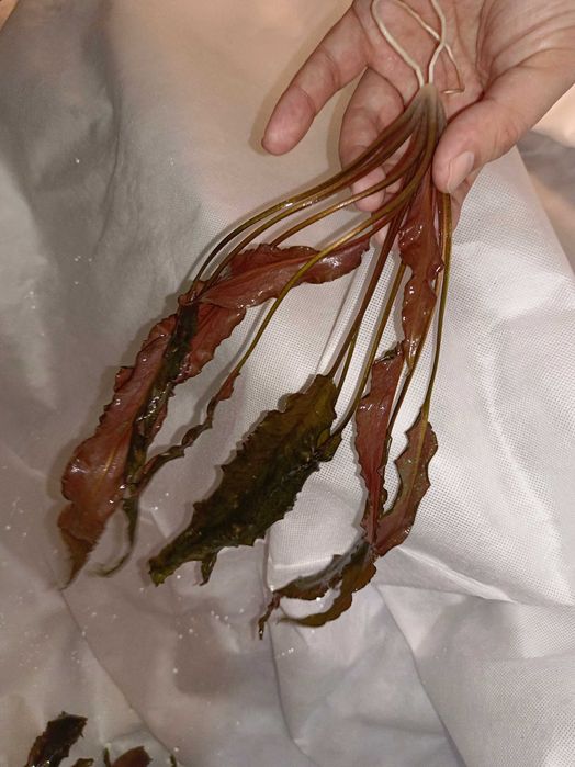 Красная крипкарина