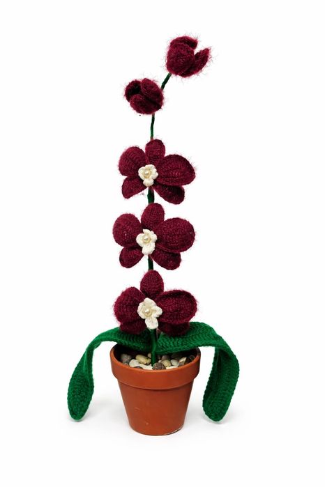 Orhidee crosetata manual