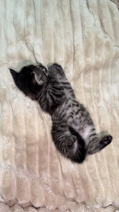 Котенок в добрые руки