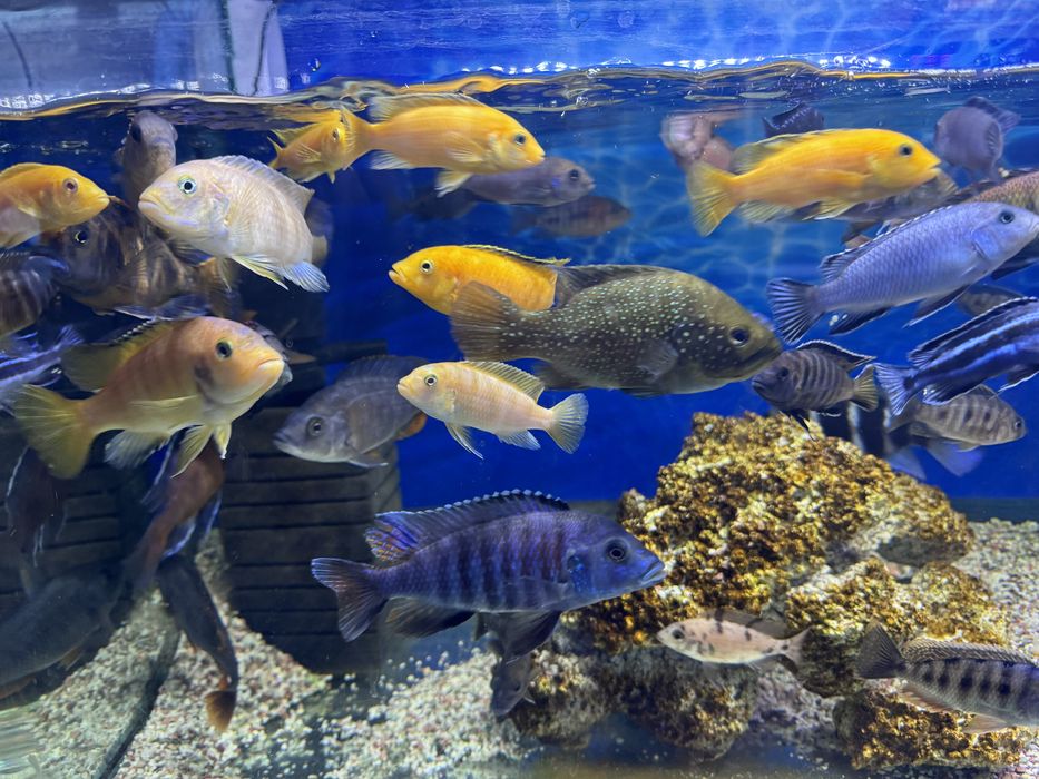 Продам рыб аквариумных