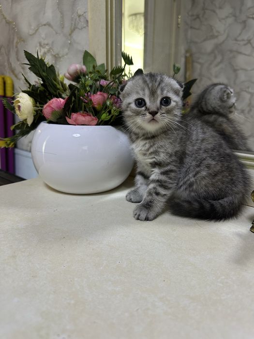 Котята скоттиш фолд и страйт