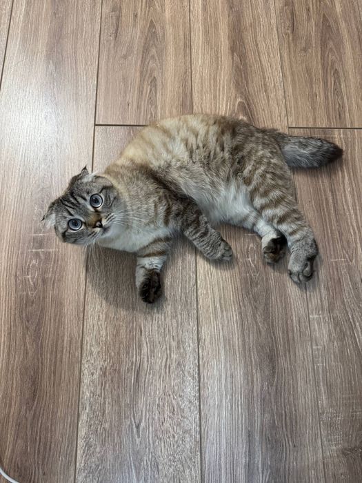 Отдам котенка вислоухого