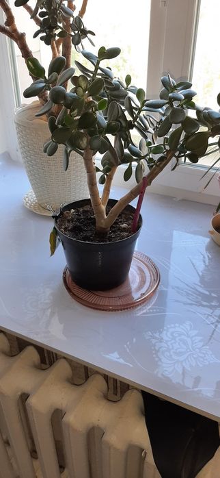 продам Денежное дерево