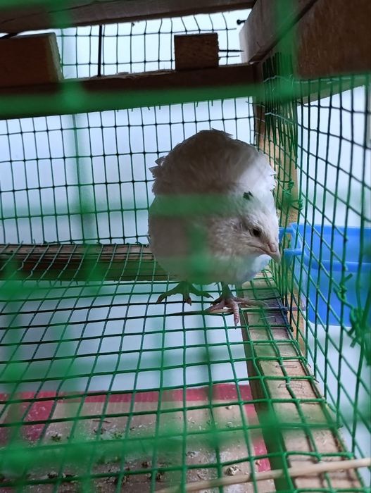 Beliy gigant bedana sotiladi 3 ta bor