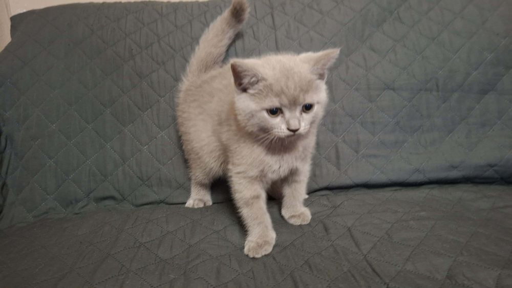 Шотландски клепоухи котета.